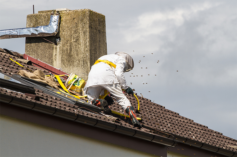 Bee Pest Control in Southend Essex
