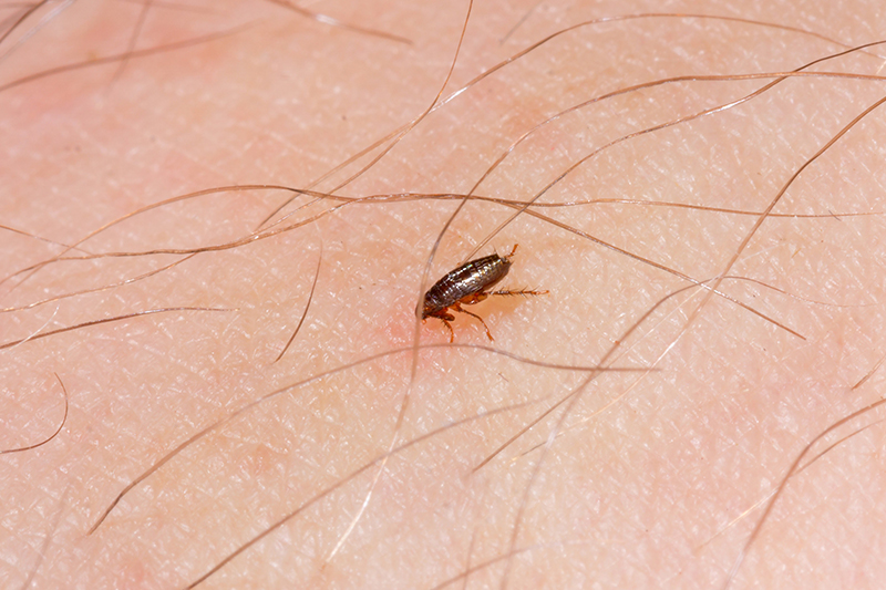 Flea Pest Control in Southend Essex